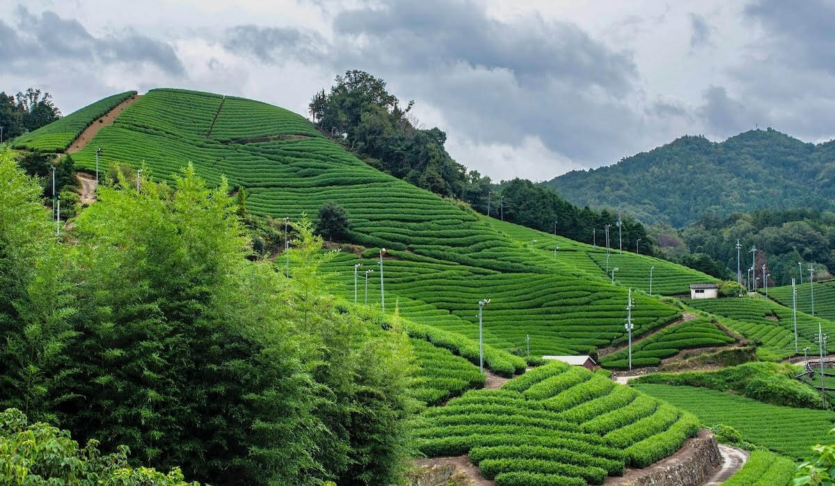 Lush tea fields in Fujieda, Shizuoka